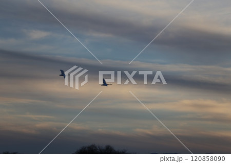 2023安曇野の白鳥 2023安曇野の白鳥 120858090