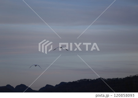 2023安曇野の白鳥 120858093