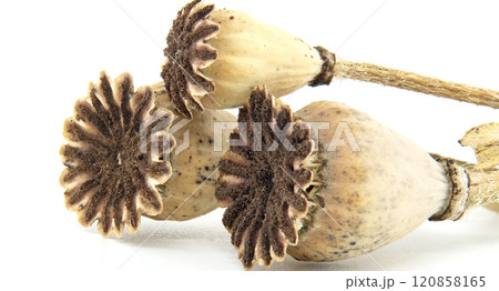 Close-Up of Dried Poppy Seed Pods on White Background Close-Up of Dried Poppy Seed Pods on White Background 120858165