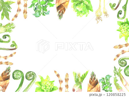 水彩で描いた山菜のフレームイラスト 120858225