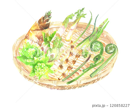 水彩で描いたかごに盛られた山菜のイラスト 水彩で描いたかごに盛られた山菜のイラスト 120858227