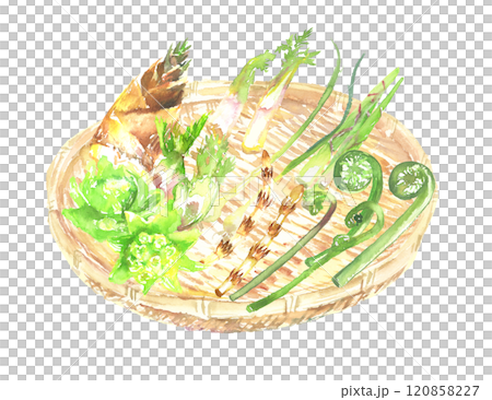水彩で描いたかごに盛られた山菜のイラスト 水彩で描いたかごに盛られた山菜のイラスト 120858227