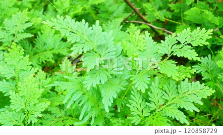 selaginella involvens in the forest 120858729
