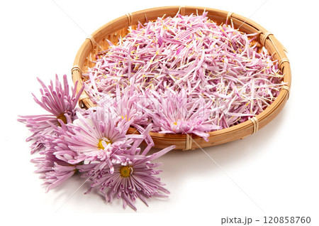 山形名産の食用菊、もってのほか 120858760