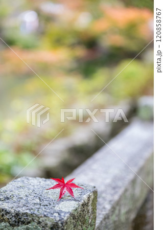 紅葉が美しい雨の日の紅葉スポット 紅葉が美しい雨の日の紅葉スポット 120858767