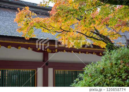 紅葉が美しい雨の日の紅葉スポット 120858774