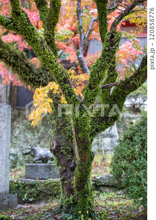 紅葉が美しい雨の日の紅葉スポット 120858776