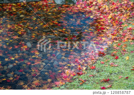 紅葉が美しい雨の日の紅葉スポット 紅葉が美しい雨の日の紅葉スポット 120858787