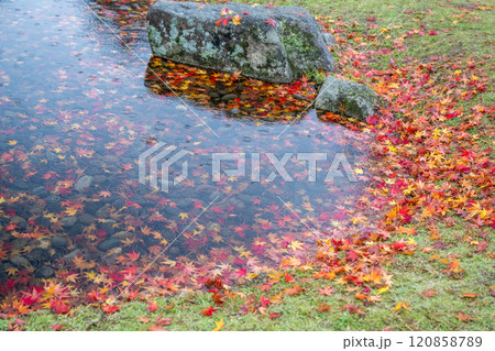 紅葉が美しい雨の日の紅葉スポット 120858789