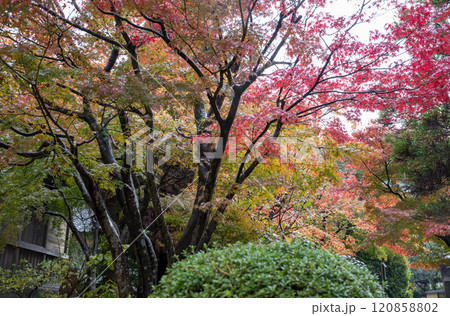 紅葉が美しい雨の日の紅葉スポット 紅葉が美しい雨の日の紅葉スポット 120858802