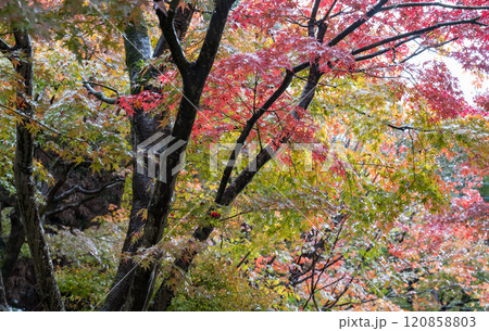 紅葉が美しい雨の日の紅葉スポット 紅葉が美しい雨の日の紅葉スポット 120858803