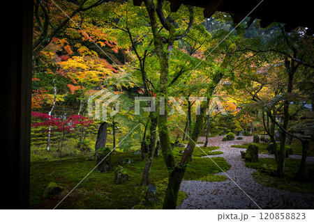 紅葉が美しい雨の日の紅葉スポット 120858823