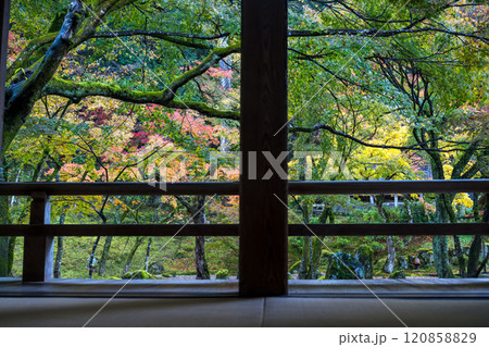 紅葉が美しい雨の日の紅葉スポット 紅葉が美しい雨の日の紅葉スポット 120858829