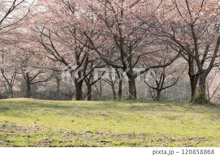 桜のある風景 120858868