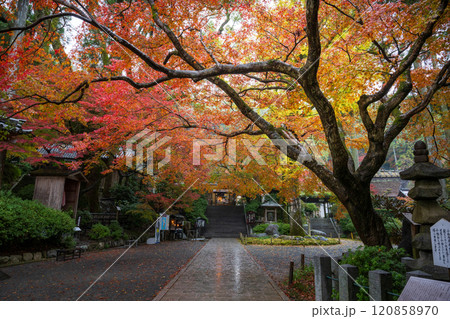 もみじが美しい紅葉スポット 120858970