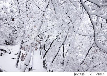 a serene winter landscape with snow-covered trees and a wooden fence. The ground is completely blanketed in snow, and the scene is tranquil and peaceful. 120859014