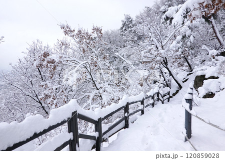 a serene winter landscape with snow-covered trees and a wooden fence. The ground is completely blanketed in snow, and the scene is tranquil and peaceful. a serene winter landscape with snow-covered trees and a wooden fence. The ground is completely blanketed in snow, and the scene is tranquil and peaceful. 120859028