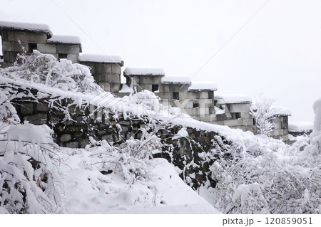 a serene winter landscape with snow-covered trees and a tall stone wall. The ground is completely blanketed in snow, and the scene is tranquil and peaceful. 120859051
