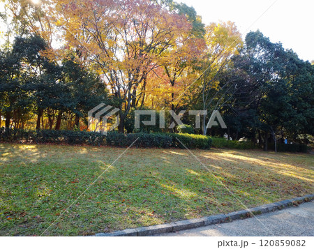 紅葉した公園 120859082