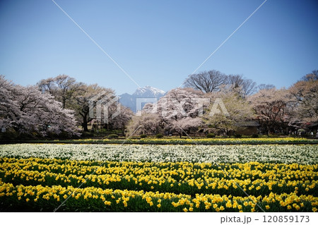 実相寺　水仙　南アルプス 120859173