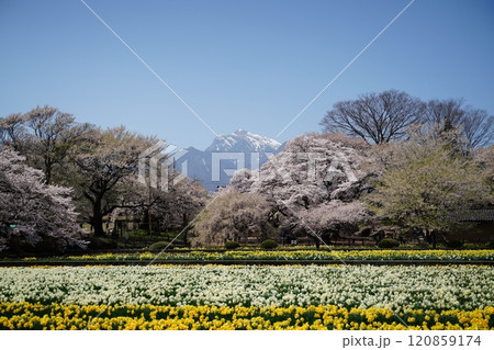 実相寺　水仙　南アルプス 120859174