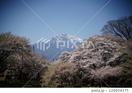 実相寺　水仙　南アルプス 120859175