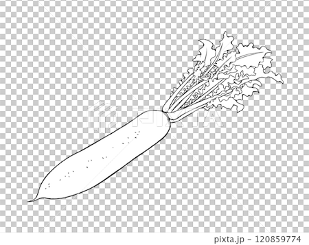葉付き大根の線画イラスト 120859774
