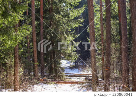 Trunk trees that was cut down because they fell on a forest road during a winter storm. High quality photo 120860041