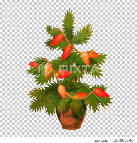 Small conifer or fir decorated with garlands in brown pot. Holiday decoration concept. Isolated watercolor illustration of Christmas tree for winter festive banner, card, pattern or ornament. Small conifer or fir decorated with garlands in brown pot. Holiday decoration concept. Isolated watercolor illustration of Christmas tree for winter festive banner, card, pattern or ornament. 120860140