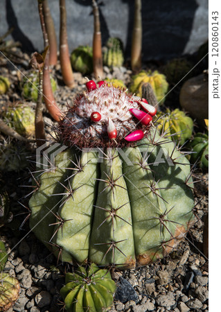 close up fruit of melocactus in houseplant garden close up fruit of melocactus in houseplant garden 120860143