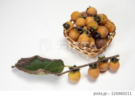 収穫した豆柿 収穫した豆柿 120860211