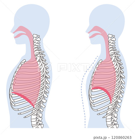 呼吸の仕組み 横隔膜 呼吸筋 呼吸の仕組み 横隔膜 呼吸筋 120860263