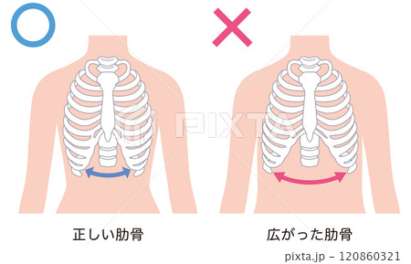 開いた肋骨　閉じた肋骨 120860321