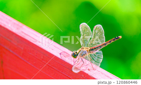 板にとまる赤トンボ 板にとまる赤トンボ 120860446