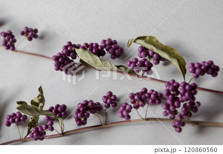 コムラサキ 120860560