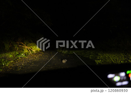 特別天然記念物のアマミノクロウサギ 120860930