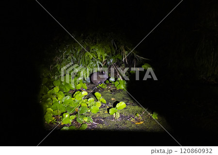 特別天然記念物のアマミノクロウサギ 特別天然記念物のアマミノクロウサギ 120860932