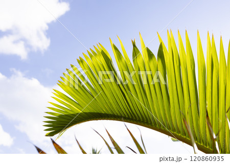 南国イメージ　椰子の葉 120860935