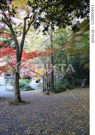 福岡県宗像市の鎮国寺の紅葉風景 120860983