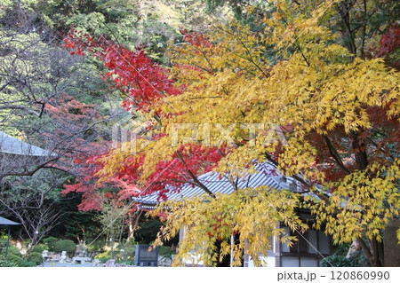 福岡県宗像市の鎮国寺の紅葉風景 120860990