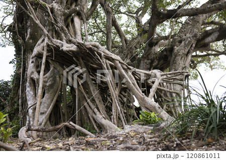 奄美大島のガジュマル 120861011