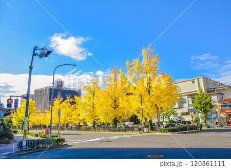 京都市の堀川通りイチョウ並木の街並み 120861111