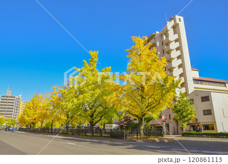 京都市の堀川通りイチョウ並木の街並み 120861113