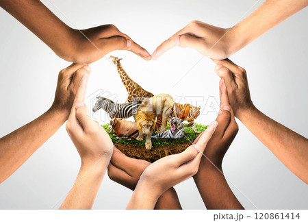 Wildlife Conservation Day. wildlife protection, multiracial human come to build hands in shape of heart to protect the environment. promote conservation wildlife. white background Sun light. Wildlife Conservation Day. wildlife protection, multiracial human come to build hands in shape of heart to protect the environment. promote conservation wildlife. white background Sun light. 120861414