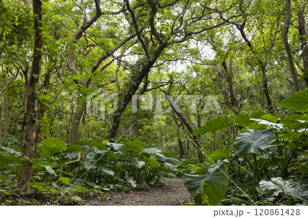 海岸へつながる静かな道 120861428