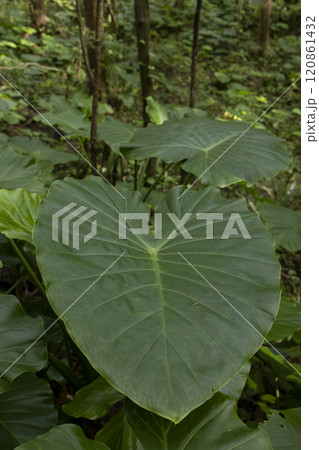 クワズイモのハート型の葉 120861432