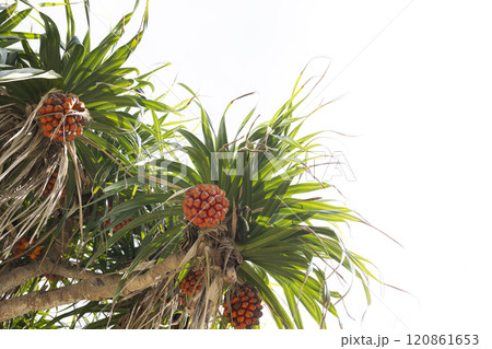 赤い実をつけたアダンの木 120861653