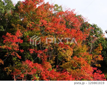 秋の風景：紅葉：ナンキンハゼ：紅葉谷 120861819