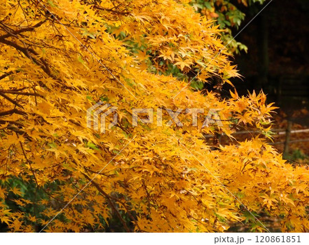 秋の風景:紅葉:モミジ:イロハモミジ:紅葉谷 秋の風景:紅葉:モミジ:イロハモミジ:紅葉谷 120861851