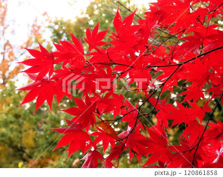 秋の風景：紅葉：モミジ：イロハモミジ：紅葉谷 120861858